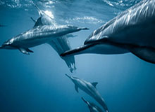 中超直播-31岁老将即将担任库里替补 期待在NBA站稳脚跟